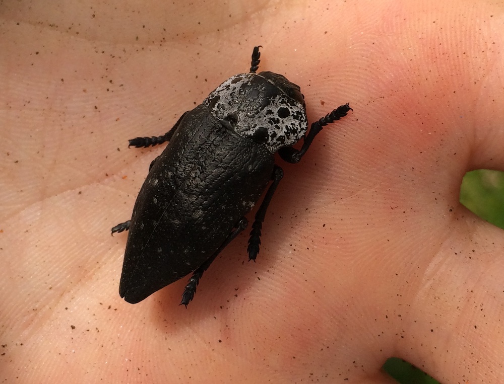Capnodis tenebrionis (Buprestidae)